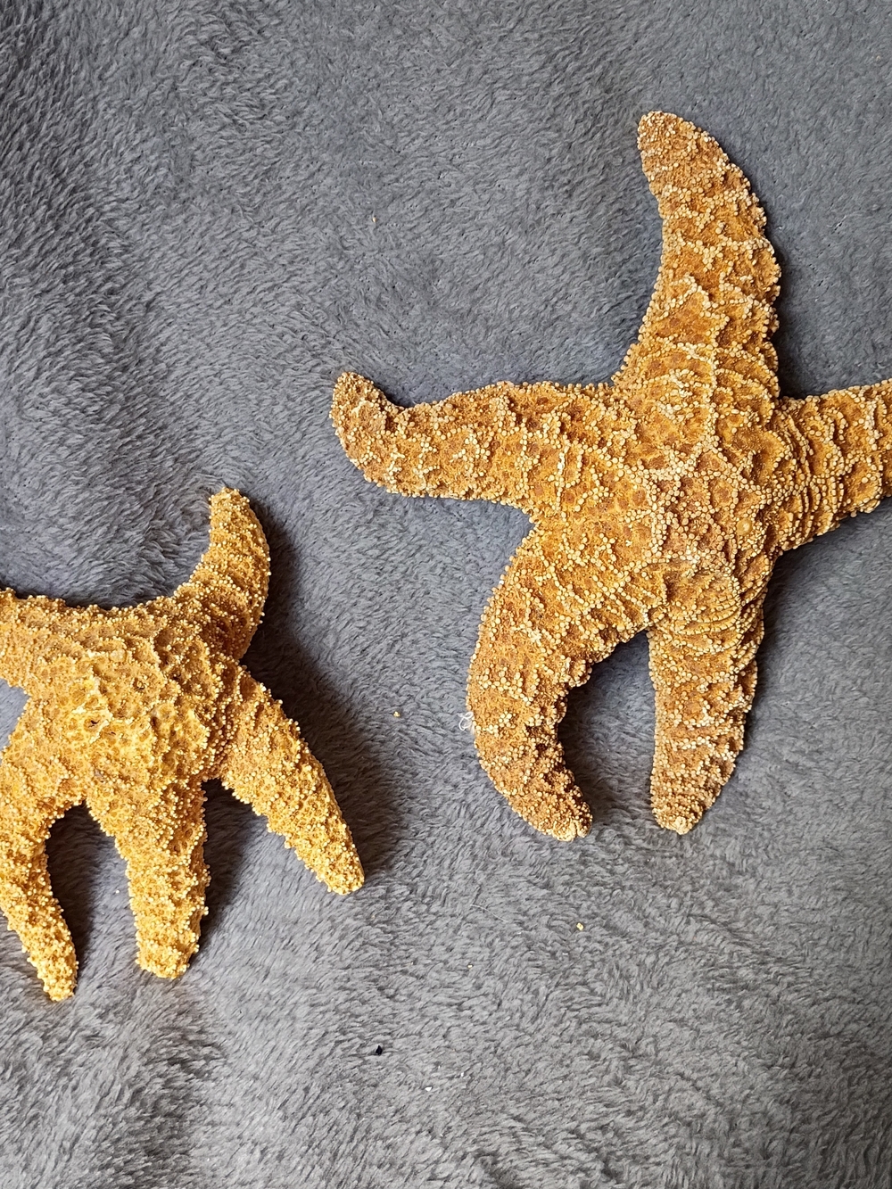 Natural Dried Starfish Pair - Golden Orange Coastal Decor